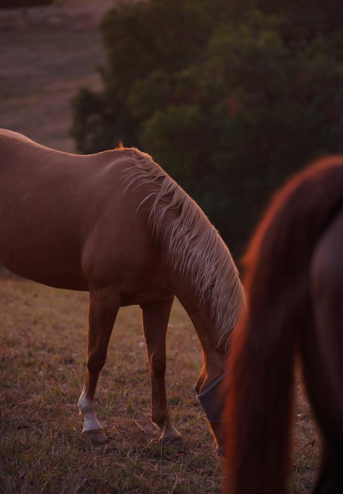 Logement Entier De Charme, Gite Equestre Gers Flamarens Exterior photo