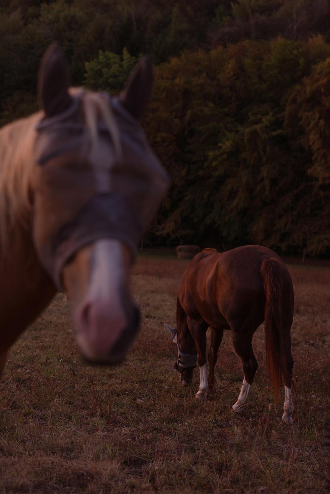 Logement Entier De Charme, Gite Equestre Gers Flamarens Exterior photo